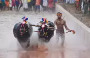 Aikala Village Prepares for Historic Kambala Golden Jubilee Celebrations