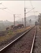 Alert Train Driver Saves Elephant Herd in Keonjhar, Video Goes Viral