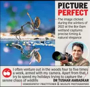 Amravati Doctor Wins National Geographic India Photo Contest with Stunning Bird Shot