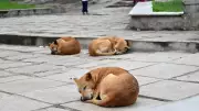 Bengaluru Central Corporation Designates 90 Official Feeding Spots for Stray Dogs