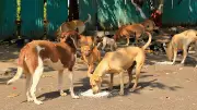 Bengaluru Designates 150 Official Dog Feeding Zones in K R Puram, Mahadevapura