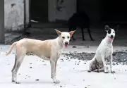 Bengaluru's Stray Dog Adoption Drive Gains Momentum with Scientific Approach