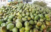 Bengaluru's Tender Coconut Prices Surge Early, Could Hit Rs 70 in Peak Summer
