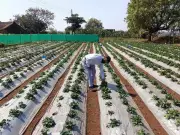 Bhimashankar Temple Closure Devastates Tribal Strawberry Farmers in Pune Hills