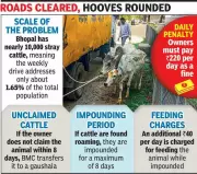 Bhopal Municipal Corporation's Stray Animal Drive Captures 27 Cattle Under Govardhan Project