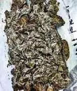 Bihar Police, SSB Nab Two Nepalese Nationals with 39kg Ganja in Cross-Border Bust