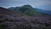 BSI Launches Threat Assessment for Rare Neelakurinji Plant in Western Ghats