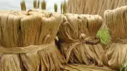 Cabinet Approves Higher Jute MSP for 2026-27, Boosting Farmer Returns