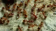 California's Red Ants Kidnap Black Ant Pupae in Brutal Evolutionary Strategy