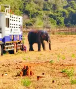 Chandaka's Rogue Tusker Safely Relocated to Satkosia After Night Operation
