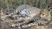 Cheetah Gamini Welcomes Fourth Cub at Kuno, Boosting Population to 39