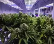 Chennai Airport Customs Seizes 3 Crore Hydroponic Ganja Hidden in Photo Booth