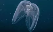 Colombian Comb Jellies Study Sheds Light on Ancient Nervous System Evolution