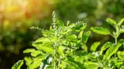 Daily Tulsi Water Offering: Spiritual Benefits and Vastu Significance Explained