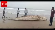 Decomposed Baleen Whale Carcass Washes Ashore on Paradip Beach in Odisha