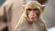 Dharwad Residents Capture Troubling Monkey, Hand Over to Forest Officials