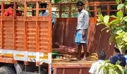 DRI Seizes Illegal Red Sanders in Karur, Tamil Nadu