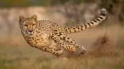 Eight New Cheetahs Arrive at Kuno Park from Botswana, Boosting Total to 46