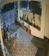 Elusive Leopard Continues to Evade Capture in Bengaluru's Anjanapura, Residents in Panic