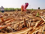 Expert Team Inspects Sakri Sugar Mill in Madhubani, Feasibility Report Underway