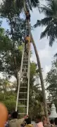 Firefighters' Swift Action Saves Coconut Plucker from 40-Ft Fall in Cherthala