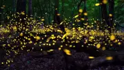 Firefly Light Variation Challenges Cancer Research Imaging Accuracy