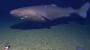 First-Ever Shark Sighting in Antarctic Ocean Challenges Scientific Assumptions
