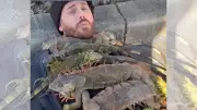 Florida's Iguana Invasion Freezes: Cold Snap Causes Reptile Rain