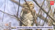 Forest Owlet Rediscovered in Kuno National Park After 113-Year Absence