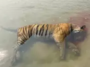 Fourth Royal Bengal Tiger Dies in Kaziranga This Year Due to Infighting