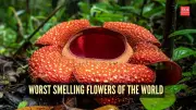 From Corpse Flower to Skunk Cabbage: 7 World's Most Foul-Smelling Blooms