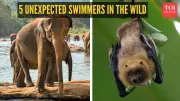 From Elephants to Bats: 5 Surprising Animals That Can Swim in the Wild