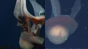 Giant Phantom Jellyfish Captured on Camera in Argentine Deep Sea