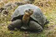 Giant Tortoises Return to Floreana Island After 150 Years in Major Ecological Restoration