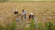 Gujarat Govt Disburses Rs 8,740 Crore to 30.55 Lakh Farmers for Crop Damage