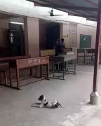 Gujarat Teachers Ordered to Survey Stray Dogs, Sparking Outcry Over Non-Academic Duties