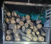 Haryana Wildlife Department Seizes 114 Illegal Khair Logs in Major Crackdown