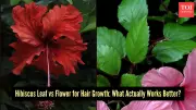 Hibiscus Flower vs Leaf: Which is Superior for Hair Growth?