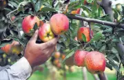 Himachal Apple Growers Protest Against Central Government's Import Policy