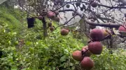Himachal Experts Launch Pre-Monsoon Drive to Protect Apple Orchards from Fungal Diseases