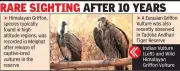 Himalayan Griffon Vulture Spotted in Melghat After Decade, Signaling Conservation Success