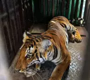 Human-Animal Conflict in Chamarajanagar Strains Police Resources, Public Safety at Risk