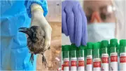 Hundreds of Crows Found Dead in Chennai Amid H5N1 Outbreak, Govt Issues Advisory