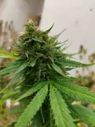 Hydroponic Ganja Emerges as Smugglers' New Gold Amid Shifting Risks