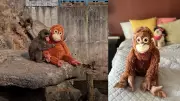 IKEA's Viral Monkey Plushie Sells Out After Punch Video, eBay Prices Soar to $129