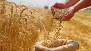 India Approves 25 Lakh Metric Tonnes Wheat Export, Ensures Domestic Supply