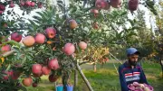 India-US Trade Deal Sparks Concern for Kashmir's Apple Industry