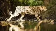 India's Cheetah Population Rises to 35 with Birth of Five New Cubs at Kuno