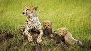 India's Cheetah Reintroduction Hits Milestone with Birth of Five Cubs at Kuno