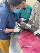 Injured King Cobra Rescued and Treated in Una After Road Accident